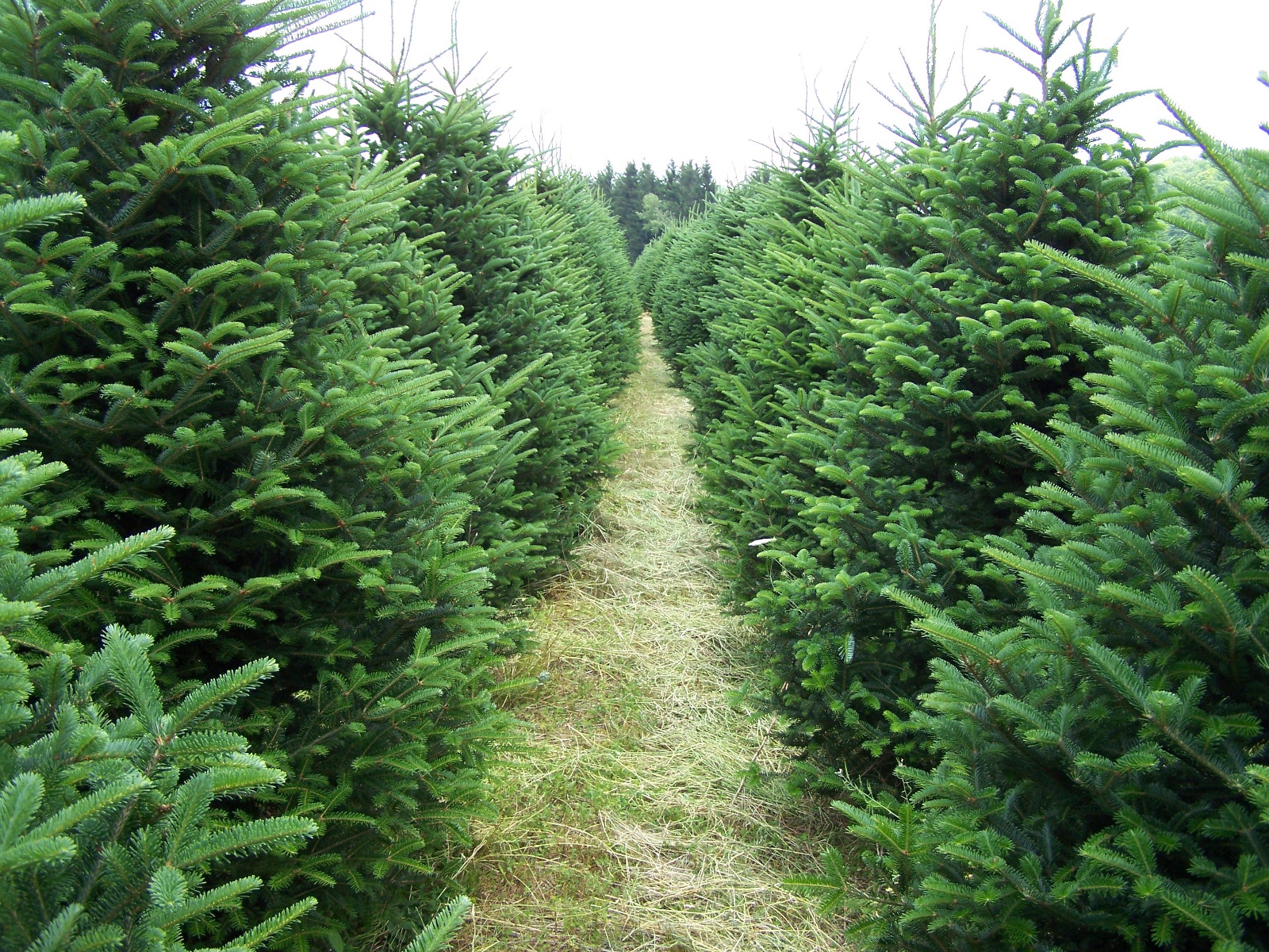 Evergreen Trees Pictures 100